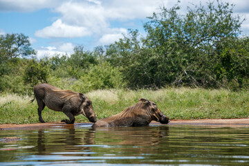 Fototapeta premium Two Common warthog bathing in waterhole in Kruger National park, South Africa ; Specie Phacochoerus africanus family of Suidae