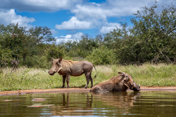 Two Common warthog bathing in waterhole in Kruger National park, South Africa ; Specie Phacochoerus africanus family of Suidae