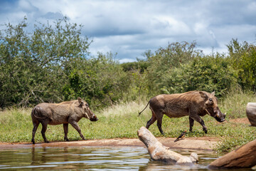 Two Common warthog walking along waterhole in Kruger National park, South Africa ; Specie Phacochoerus africanus family of Suidae