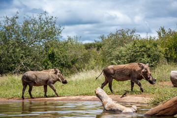 Fototapeta premium Two Common warthog walking along waterhole in Kruger National park, South Africa ; Specie Phacochoerus africanus family of Suidae