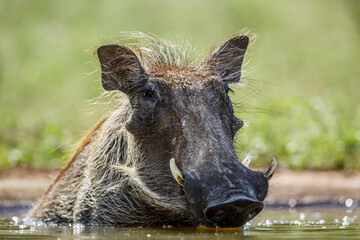 Common warthog portrait front view surface level in Kruger National park, South Africa ; Specie...