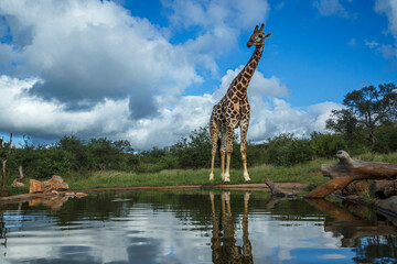 Giraffe along waterhole with reflection in Kruger National park, South Africa ; Specie Giraffa...