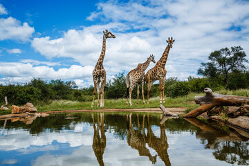 Three Giraffes along waterhole with reflection in Kruger National park, South Africa   Specie Giraffa camelopardalis family of Giraffidae © PACO COMO
