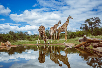 Three Giraffes along waterhole with reflection in Kruger National park, South Africa ; Specie...