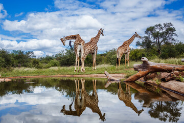Three Giraffes along waterhole with reflection in Kruger National park, South Africa ; Specie Giraffa camelopardalis family of Giraffidae