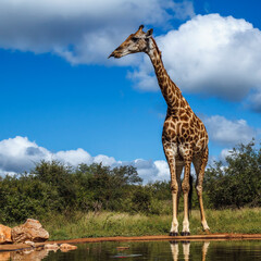 Giraffe standing along waterhole in Kruger National park, South Africa ; Specie Giraffa...