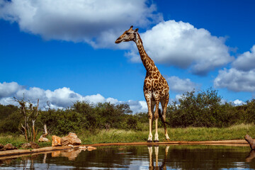 Giraffe standing along waterhole in Kruger National park, South Africa   Specie Giraffa camelopardalis family of Giraffidae © PACO COMO