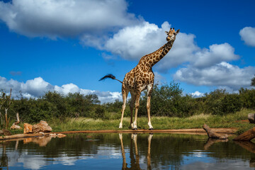 Giraffe standing along waterhole in Kruger National park, South Africa ; Specie Giraffa...