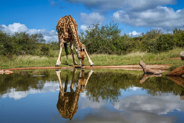 Giraffe drinking front view in waterhole with reflection in Kruger National park, South Africa ; Specie Giraffa camelopardalis family of Giraffidae