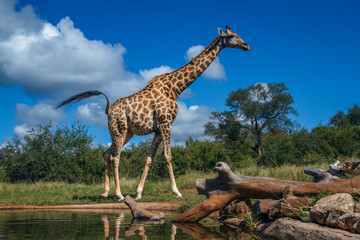 Giraffe walking along waterhole tail up in Kruger National park, South Africa ; Specie Giraffa...