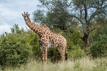 Giraffe in alert in the bush in Kruger National park, South Africa ; Specie Giraffa camelopardalis family of Giraffidae