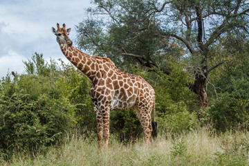Giraffe in alert in the bush in Kruger National park, South Africa ; Specie Giraffa camelopardalis family of Giraffidae