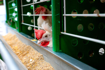 Breeding roosters and hens for meat feed inside the breeding area of a poultry farm, in Brazil....