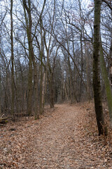 path in the forest with fall leaves on the ground