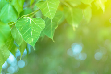 green leaf spring nature background abstract culture religion