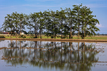 Riflessi degli alberi sulle Risaie di Borgolavezzaro in Piemonte