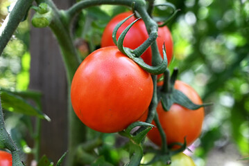 Tomato plants in greenhouse Green, red tomatoes plantation. Organic farming, young tomato plants...