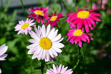 panoramic floral background with place for text. beautiful chamomile flower on a dark background close-up. summer mood in the setting sun.