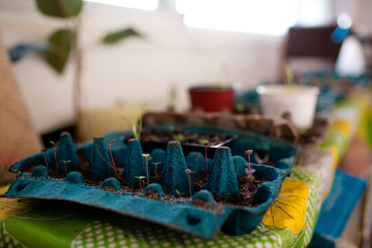 Growing seedlings in egg carton