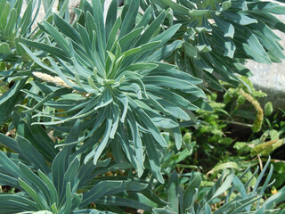 Piante selvatiche © Steve Fossiant