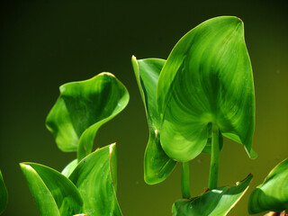 Piante selvatiche © Steve Fossiant