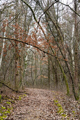 path in the forest with a tree falling over