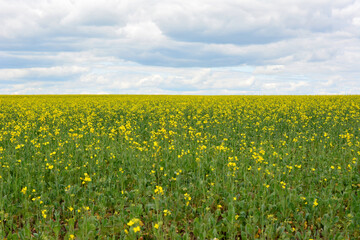 a field of yellow flowers with a cloudy sky in the background  