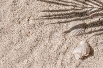 Aesthetic natural summer vacation and resort background, beach sand and sea shells with tropical...