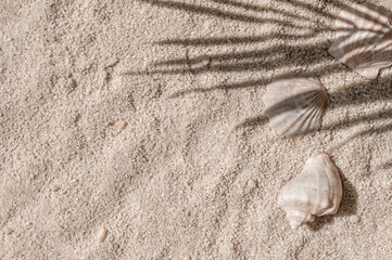Aesthetic natural summer vacation and resort background, beach sand and sea shells with tropical palm tree leaves sunlight shadows