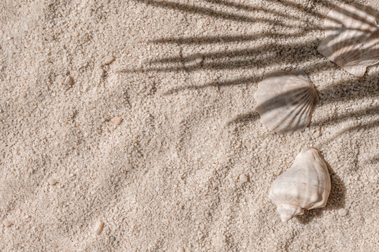 Aesthetic natural summer vacation and resort background, beach sand and sea shells with tropical palm tree leaves sunlight shadows