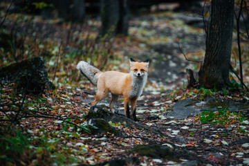 A red fox in the autumn forest looks at the camera