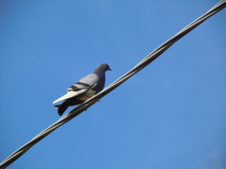 Piccione
