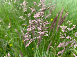 Fototapeta premium flowers in the meadow