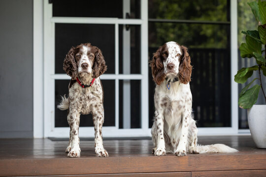 Male and female Springer Spaniel breed dogs quietly relaxing together on porch