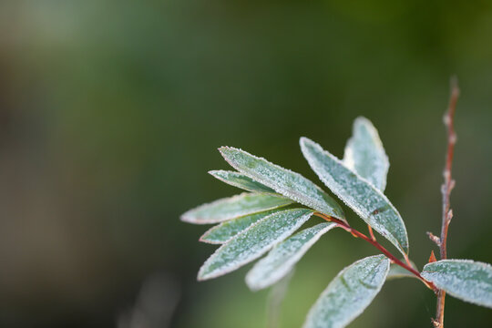 Close up leaves of Reeve's spiraea covered in frost on cold winter morning