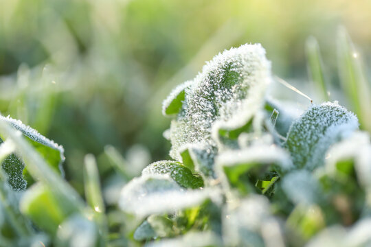 Leaves covered in frost on cold winter morning