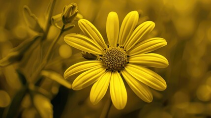 Obraz premium Daisy of a yellow hue
