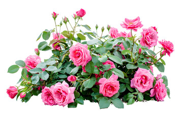 Rose plant bush on white background 