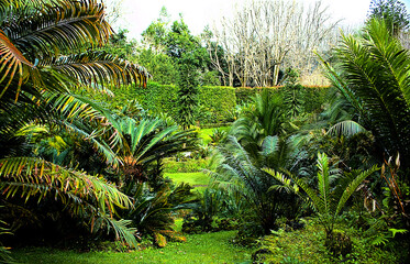 Garden of palm trees
