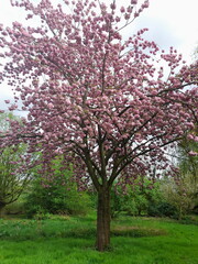 Fototapeta premium Baum im Frühling