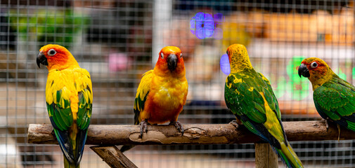 Lovebird sitting on the cage for sale. - Powered by Adobe