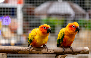 Lovebird sitting on the cage for sale.