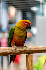 Lovebird sitting on the cage for sale.