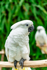 Close up shot on a Cockatoo (Cacatua alba)