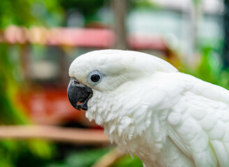 Close up shot on a Cockatoo (Cacatua alba)