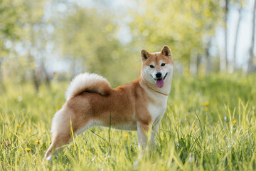 A dog of the Shiba Inu breed in a stand on the street in spring