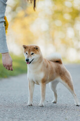 A dog of the Shiba Inu breed in a stand on the street in spring