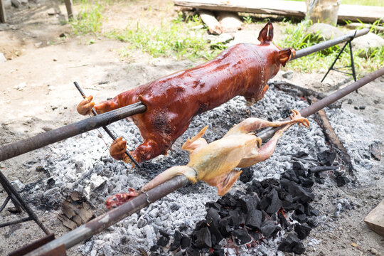 Slow cooking in outdoor the delicious whole roasted turkey and pig known as "lechon baboy" or "lechon de leche" skewered on a spit over burning charcoals. Selective focus. Copy space.
