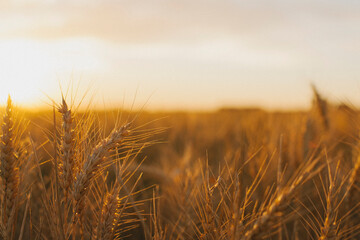 Wheat stalks shining in the fields at sunset