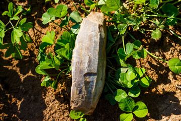 Stone Age artifact made of flint lying on clover under the rays of the sun